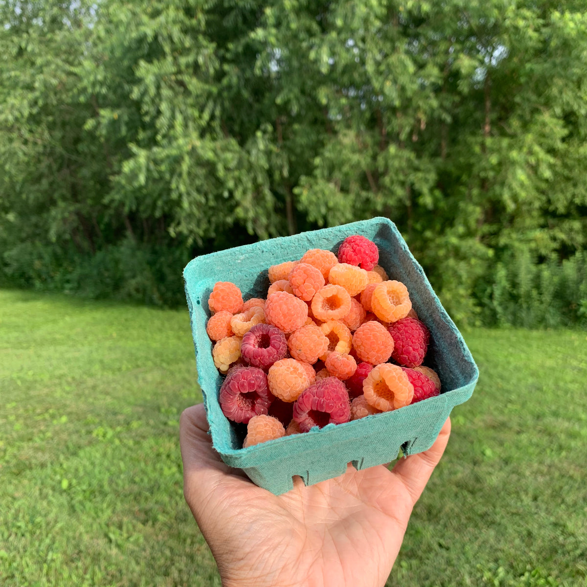 Organic Raspberries – Little Hill Berry Farm