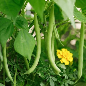 Cucurbits, Brassicas, Pumpkins, and Melons