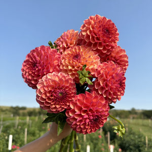 Dahlia Tubers