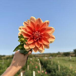 Dahlia Tubers