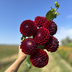 Dahlia Tubers