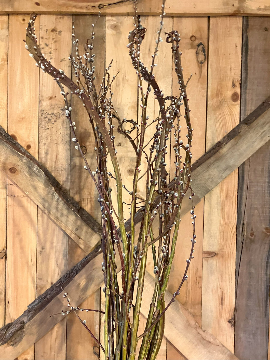 Pussy Willow Branches (Bunch of 20)