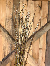 Load image into Gallery viewer, Pussy Willow Branches (Bunch of 20)
