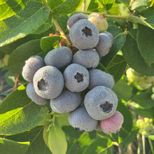Load image into Gallery viewer, Blueberry Share (4 weeks)
