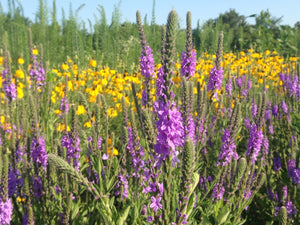 Native Wildflowers