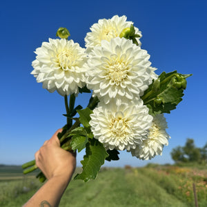 Dahlia Tubers