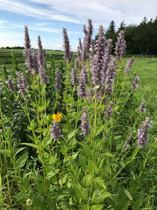 Native Wildflowers