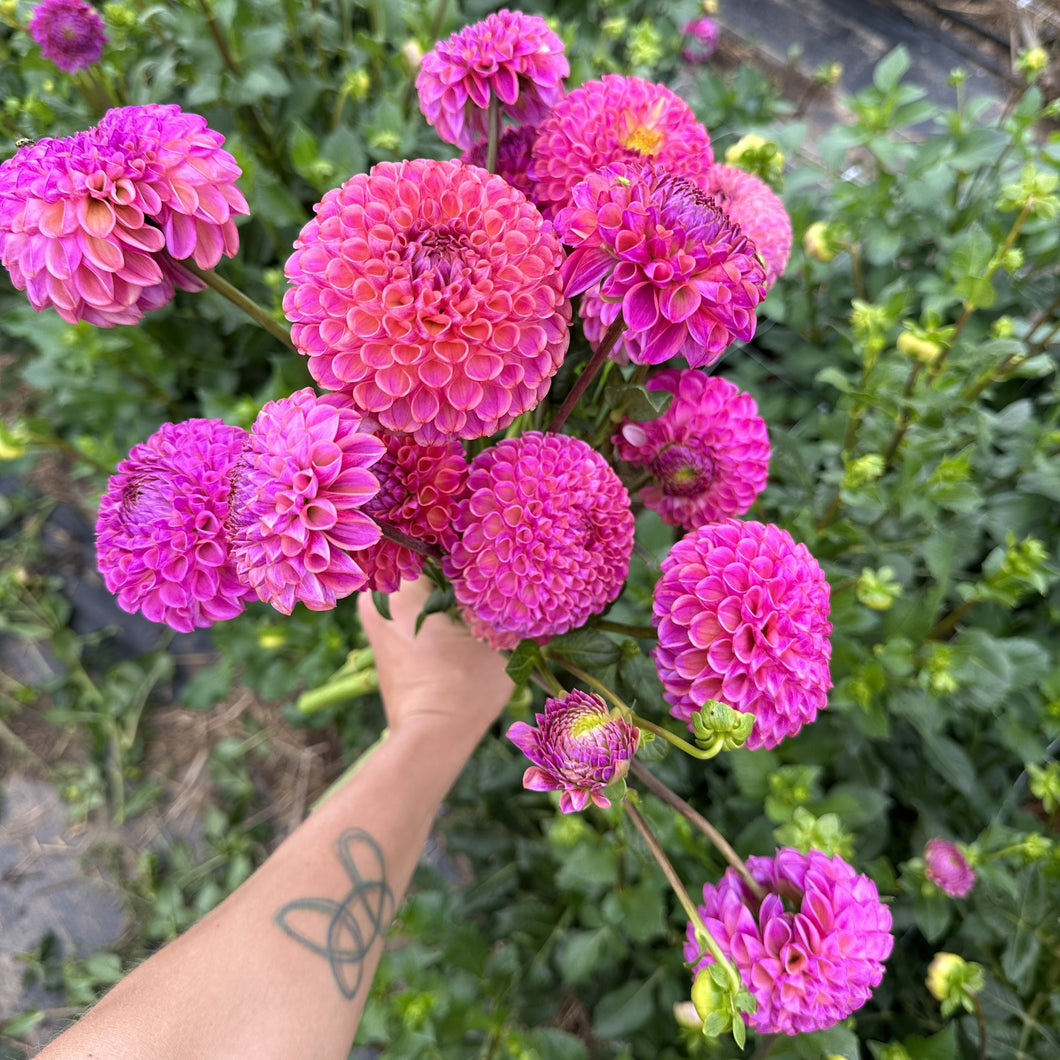 Dahlia Tubers