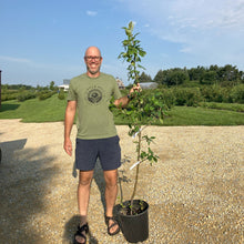 Load image into Gallery viewer, Apple Trees, 2 year old potted Fall Pickup
