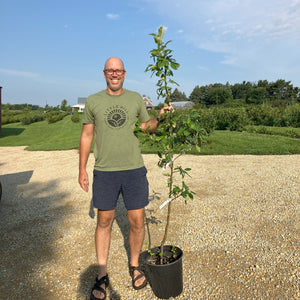 Apple Trees, 2 year old potted Fall Pickup