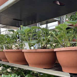 Strawberry Plants