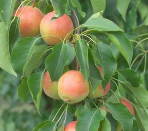 Pear Trees, 2 year old bare root dormant