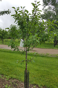 Plum Trees, 2 year old bare root dormant