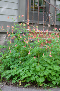 Native Wildflowers