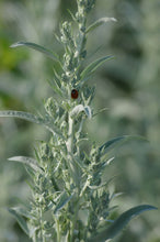 Load image into Gallery viewer, Native Wildflowers
