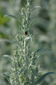 Native Wildflowers