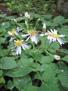 Native Wildflowers