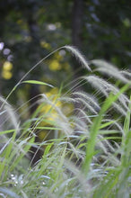 Load image into Gallery viewer, Native Grasses
