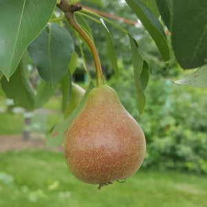 Pear Trees, 2 year old bare root dormant