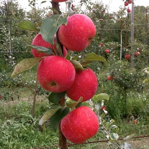 Apple Trees, 2 year old dormant bare root