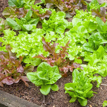 Load image into Gallery viewer, Leafy Greens, Onions, and Scallions, 4 packs
