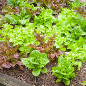 Leafy Greens, Onions, and Scallions, 4 packs