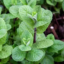 Load image into Gallery viewer, Herb Plant Starts
