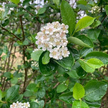 Load image into Gallery viewer, Aronia Berry Bushes, 3.5 inch pot
