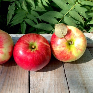 Apple Trees, 2 year old dormant bare root