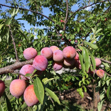 Load image into Gallery viewer, Plum Trees, 2 year old bare root dormant
