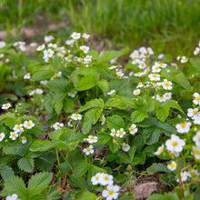 Load image into Gallery viewer, Native Wildflowers
