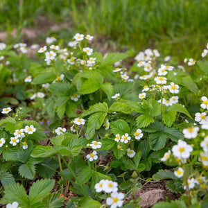 Native Wildflowers