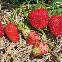 Load image into Gallery viewer, Strawberry Plants
