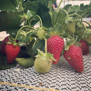 Strawberry Share (4 weeks)