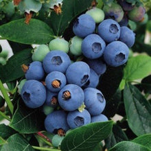 Load image into Gallery viewer, Blueberry Plants, 2 year old potted
