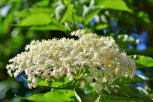 Load image into Gallery viewer, Elderberry Plants, 3.5 inch pot
