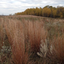 Load image into Gallery viewer, Native Grasses
