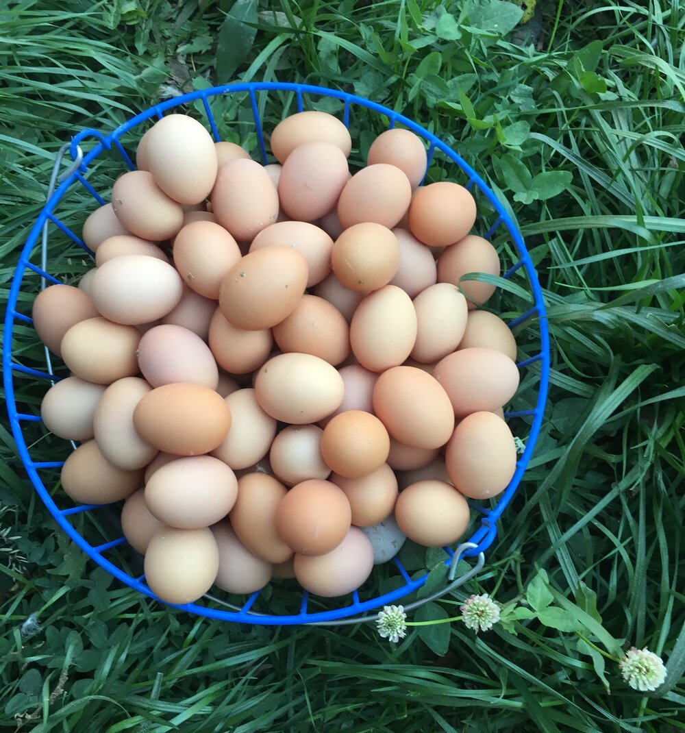 One Dozen Farm Fresh Eggs