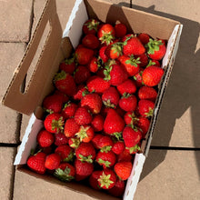 Load image into Gallery viewer, Organic Strawberries

