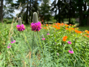 Native Wildflowers (shorter)