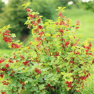 Black and Red Currant Plants, 1 gallon pot