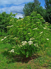 Load image into Gallery viewer, Elderberry Plants, 3.5 inch pot
