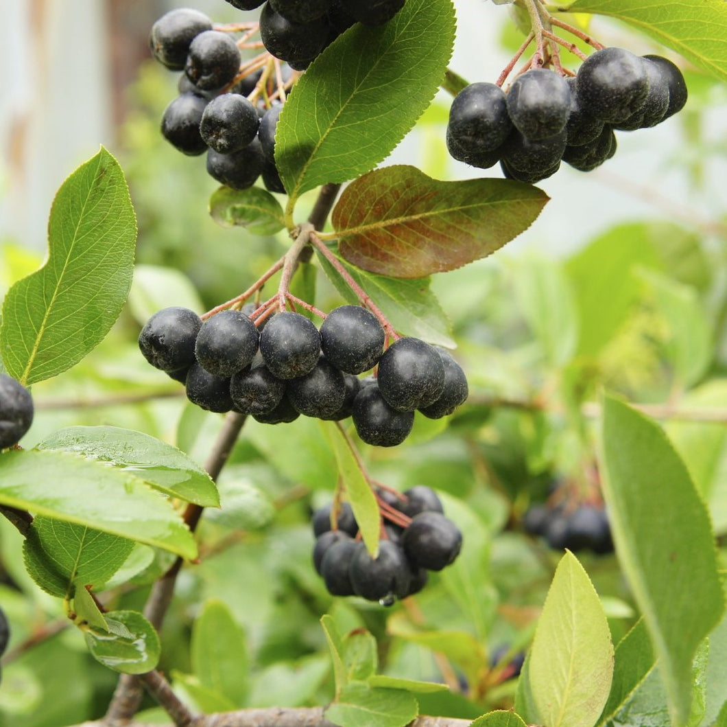 Frozen Organic Aronia berries from Blue Fruit Farm
