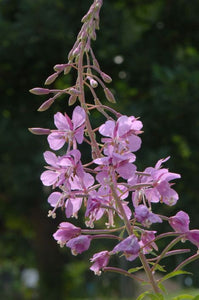 Native Wildflowers (taller)