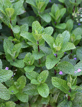 Load image into Gallery viewer, Medicinal and Perennial Herb Plant Starts
