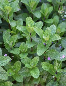 Medicinal and Perennial Herb Plant Starts
