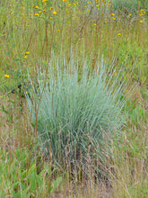 Load image into Gallery viewer, Native Grasses
